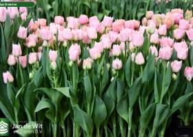 Tulipa Dreamer ® (1)